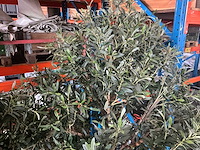 Olijfboom in pot (3x) - afbeelding 5 van  6