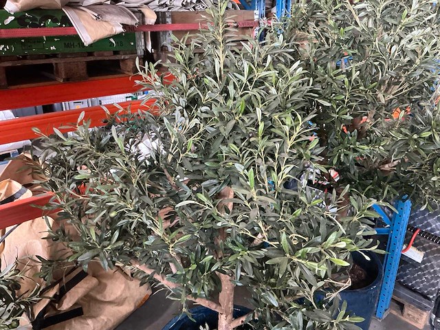 Olijfboom in pot (3x) - afbeelding 6 van  6
