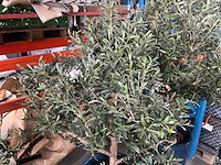 Olijfboom in pot (3x) - afbeelding 6 van  6