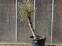 Olijfboom in pot - afbeelding 1 van  5
