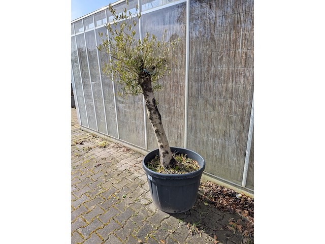 Olijfboom in pot - afbeelding 2 van  5