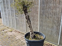 Olijfboom in pot - afbeelding 2 van  5