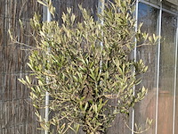 Olijfboom in pot - afbeelding 3 van  5