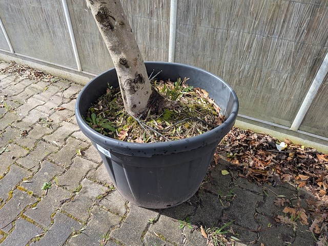 Olijfboom in pot - afbeelding 4 van  5