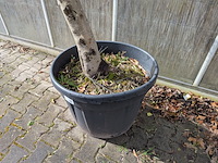 Olijfboom in pot - afbeelding 4 van  5