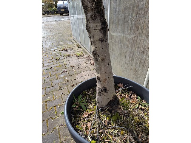 Olijfboom in pot - afbeelding 5 van  5