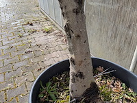 Olijfboom in pot - afbeelding 5 van  5