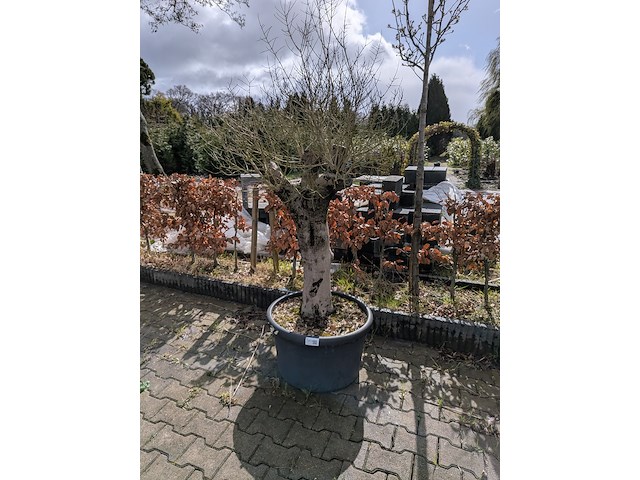 Olijfboom in pot - afbeelding 1 van  5