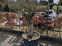 Olijfboom in pot - afbeelding 1 van  5