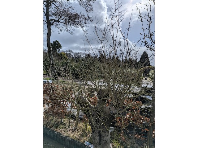 Olijfboom in pot - afbeelding 2 van  5