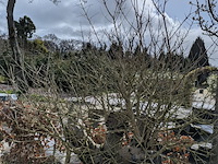 Olijfboom in pot - afbeelding 2 van  5