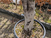 Olijfboom in pot - afbeelding 3 van  5