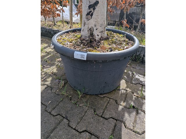 Olijfboom in pot - afbeelding 4 van  5