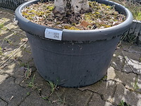 Olijfboom in pot - afbeelding 4 van  5