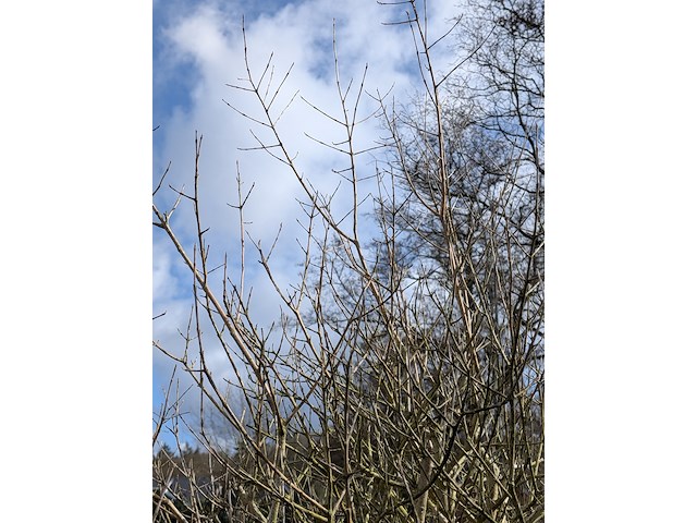 Olijfboom in pot - afbeelding 5 van  5