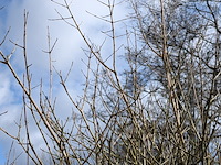 Olijfboom in pot - afbeelding 5 van  5