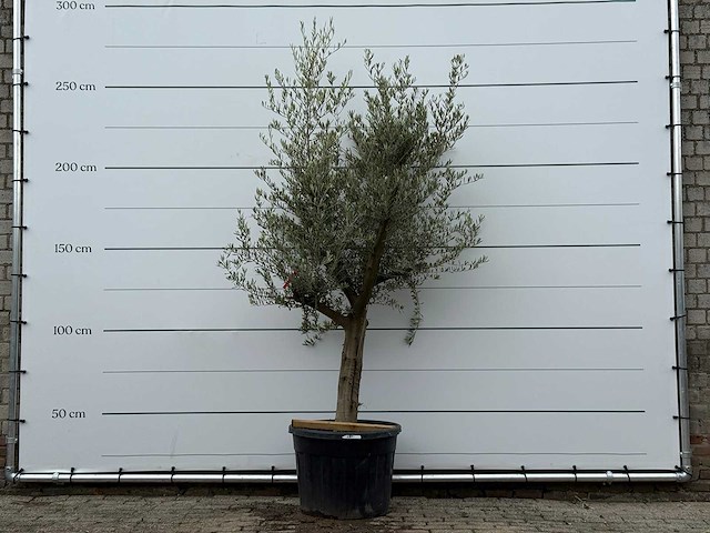 Olijfboom jonge schors - olea europaea - ca. 40 jaar oud - hoogte ca. 220 cm - afbeelding 1 van  5