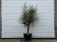 Olijfboom jonge schors - olea europaea - ca. 40 jaar oud - hoogte ca. 220 cm
