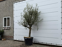 Olijfboom jonge schors - olea europaea - ca. 40 jaar oud - hoogte ca. 220 cm - afbeelding 2 van  5