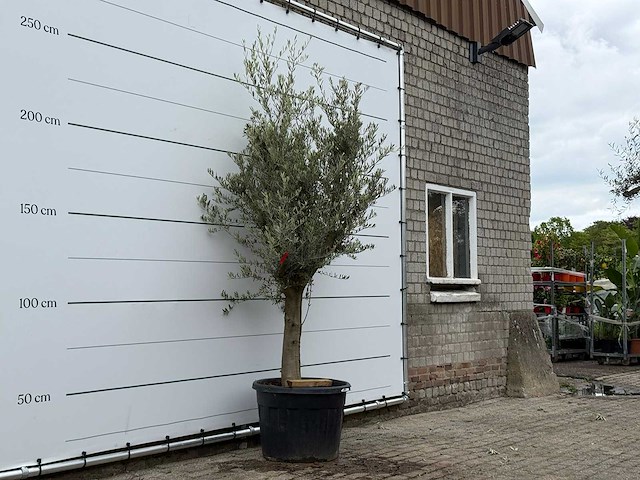 Olijfboom jonge schors - olea europaea - ca. 40 jaar oud - hoogte ca. 220 cm - afbeelding 3 van  5