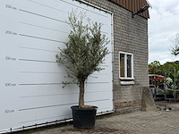 Olijfboom jonge schors - olea europaea - ca. 40 jaar oud - hoogte ca. 220 cm - afbeelding 3 van  5