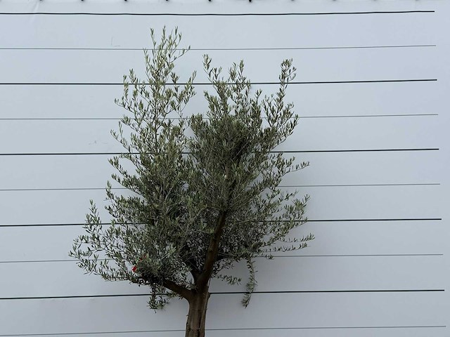 Olijfboom jonge schors - olea europaea - ca. 40 jaar oud - hoogte ca. 220 cm - afbeelding 4 van  5