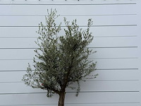 Olijfboom jonge schors - olea europaea - ca. 40 jaar oud - hoogte ca. 220 cm - afbeelding 4 van  5