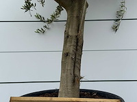 Olijfboom jonge schors - olea europaea - ca. 40 jaar oud - hoogte ca. 220 cm - afbeelding 5 van  5