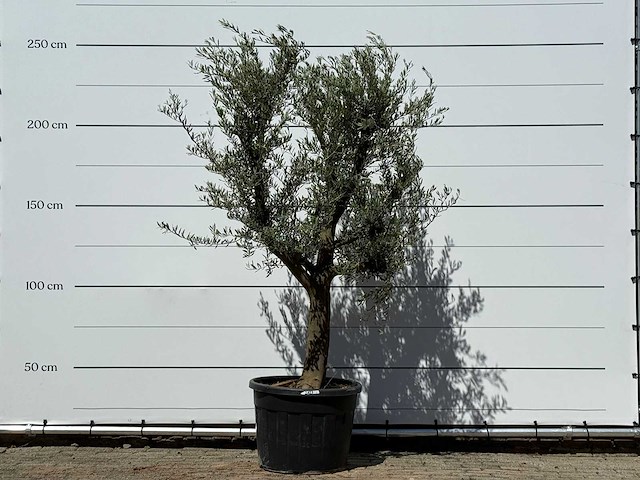 Olijfboom jonge schors - olea europaea - ca. 40 jaar oud - hoogte ca. 240 cm - afbeelding 1 van  6