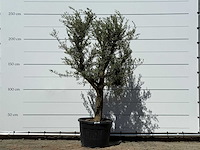 Olijfboom jonge schors - olea europaea - ca. 40 jaar oud - hoogte ca. 240 cm - afbeelding 1 van  6