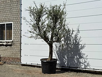 Olijfboom jonge schors - olea europaea - ca. 40 jaar oud - hoogte ca. 240 cm - afbeelding 2 van  6