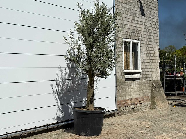 Olijfboom jonge schors - olea europaea - ca. 40 jaar oud - hoogte ca. 240 cm - afbeelding 3 van  6
