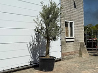 Olijfboom jonge schors - olea europaea - ca. 40 jaar oud - hoogte ca. 240 cm - afbeelding 3 van  6