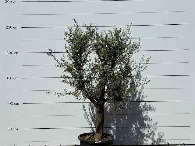Olijfboom jonge schors - olea europaea - ca. 40 jaar oud - hoogte ca. 240 cm - afbeelding 4 van  6
