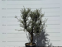 Olijfboom jonge schors - olea europaea - ca. 40 jaar oud - hoogte ca. 240 cm - afbeelding 4 van  6