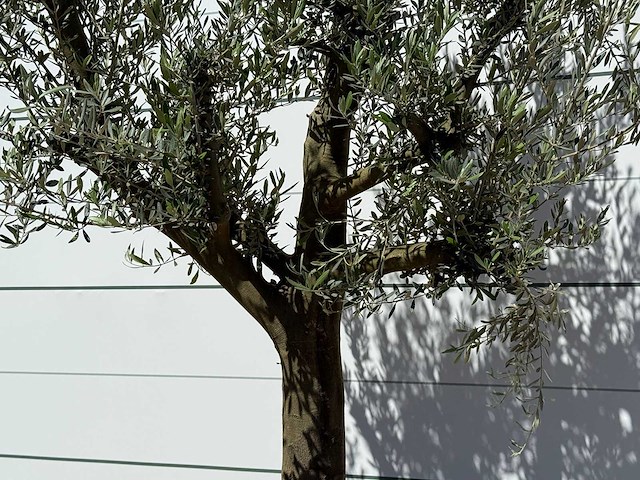 Olijfboom jonge schors - olea europaea - ca. 40 jaar oud - hoogte ca. 240 cm - afbeelding 5 van  6