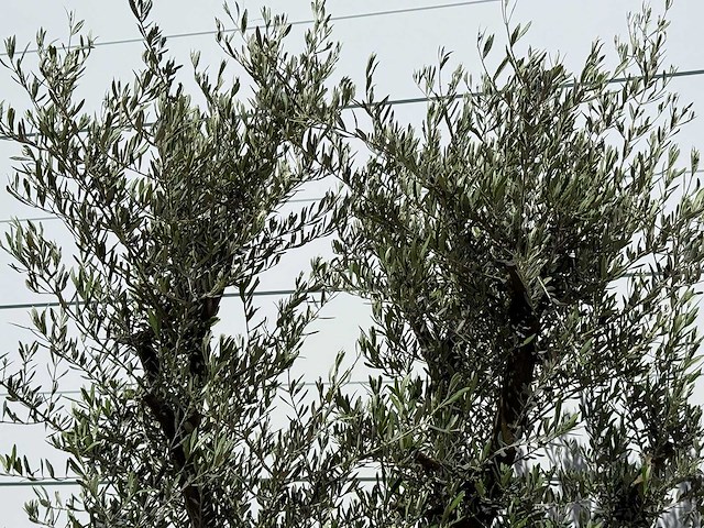 Olijfboom jonge schors - olea europaea - ca. 40 jaar oud - hoogte ca. 240 cm - afbeelding 6 van  6