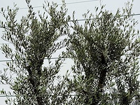 Olijfboom jonge schors - olea europaea - ca. 40 jaar oud - hoogte ca. 240 cm - afbeelding 6 van  6