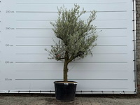 Olijfboom jonge schors - olea europaea - ca. 40 jaar oud - hoogte ca. 240 cm