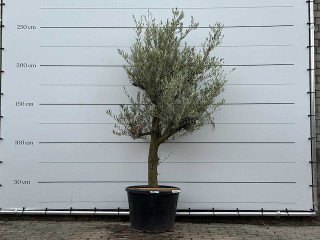 Olijfboom jonge schors - olea europaea - ca. 40 jaar oud - hoogte ca. 240 cm - afbeelding 2 van  7