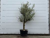 Olijfboom jonge schors - olea europaea - ca. 40 jaar oud - hoogte ca. 240 cm - afbeelding 2 van  7