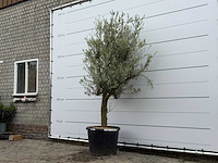 Olijfboom jonge schors - olea europaea - ca. 40 jaar oud - hoogte ca. 240 cm - afbeelding 3 van  7