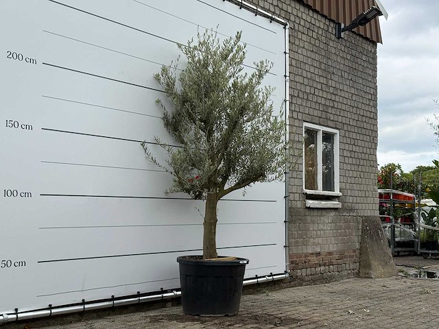 Olijfboom jonge schors - olea europaea - ca. 40 jaar oud - hoogte ca. 240 cm - afbeelding 4 van  7