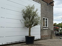 Olijfboom jonge schors - olea europaea - ca. 40 jaar oud - hoogte ca. 240 cm - afbeelding 4 van  7