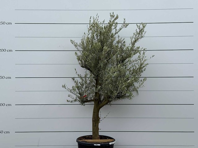 Olijfboom jonge schors - olea europaea - ca. 40 jaar oud - hoogte ca. 240 cm - afbeelding 5 van  7