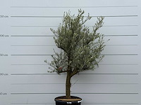 Olijfboom jonge schors - olea europaea - ca. 40 jaar oud - hoogte ca. 240 cm - afbeelding 5 van  7