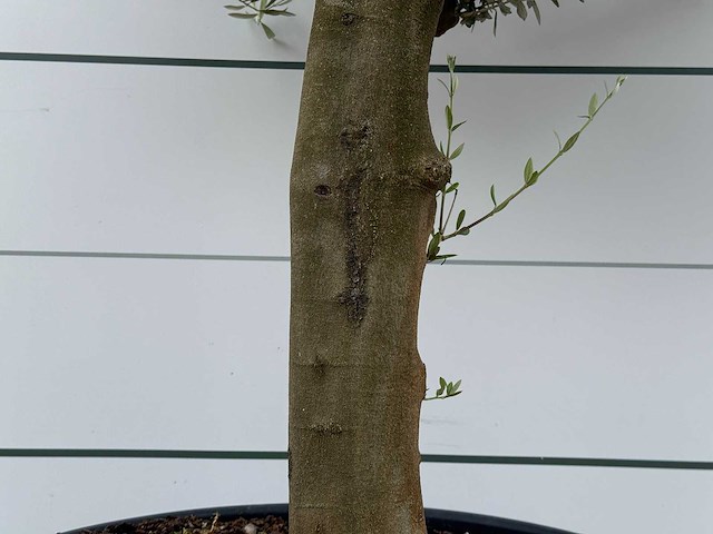 Olijfboom jonge schors - olea europaea - ca. 40 jaar oud - hoogte ca. 240 cm - afbeelding 6 van  7