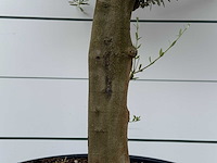 Olijfboom jonge schors - olea europaea - ca. 40 jaar oud - hoogte ca. 240 cm - afbeelding 6 van  7