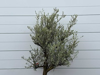 Olijfboom jonge schors - olea europaea - ca. 40 jaar oud - hoogte ca. 240 cm - afbeelding 7 van  7