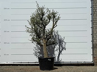 Olijfboom jonge schors - olea europaea - ca. 40 jaar oud - hoogte ca. 250 cm - afbeelding 1 van  4